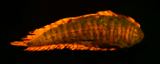 Illustration for article titled These new species of biofluorescent fish are beautifully strange